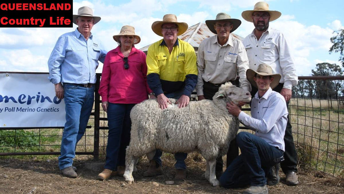 QCL: "Rissmerino ram sale tops at $2550"