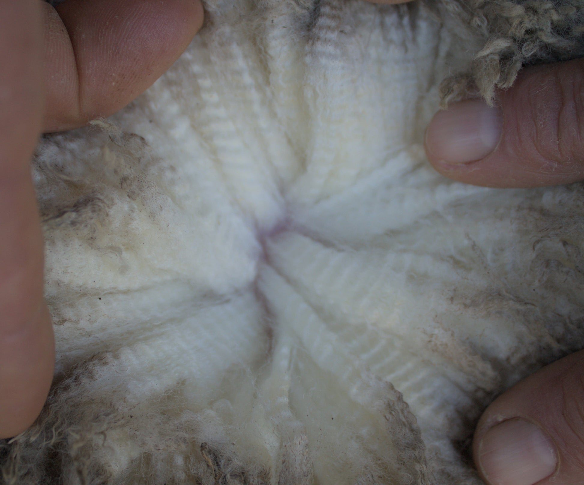 Wool parting of 23-6963